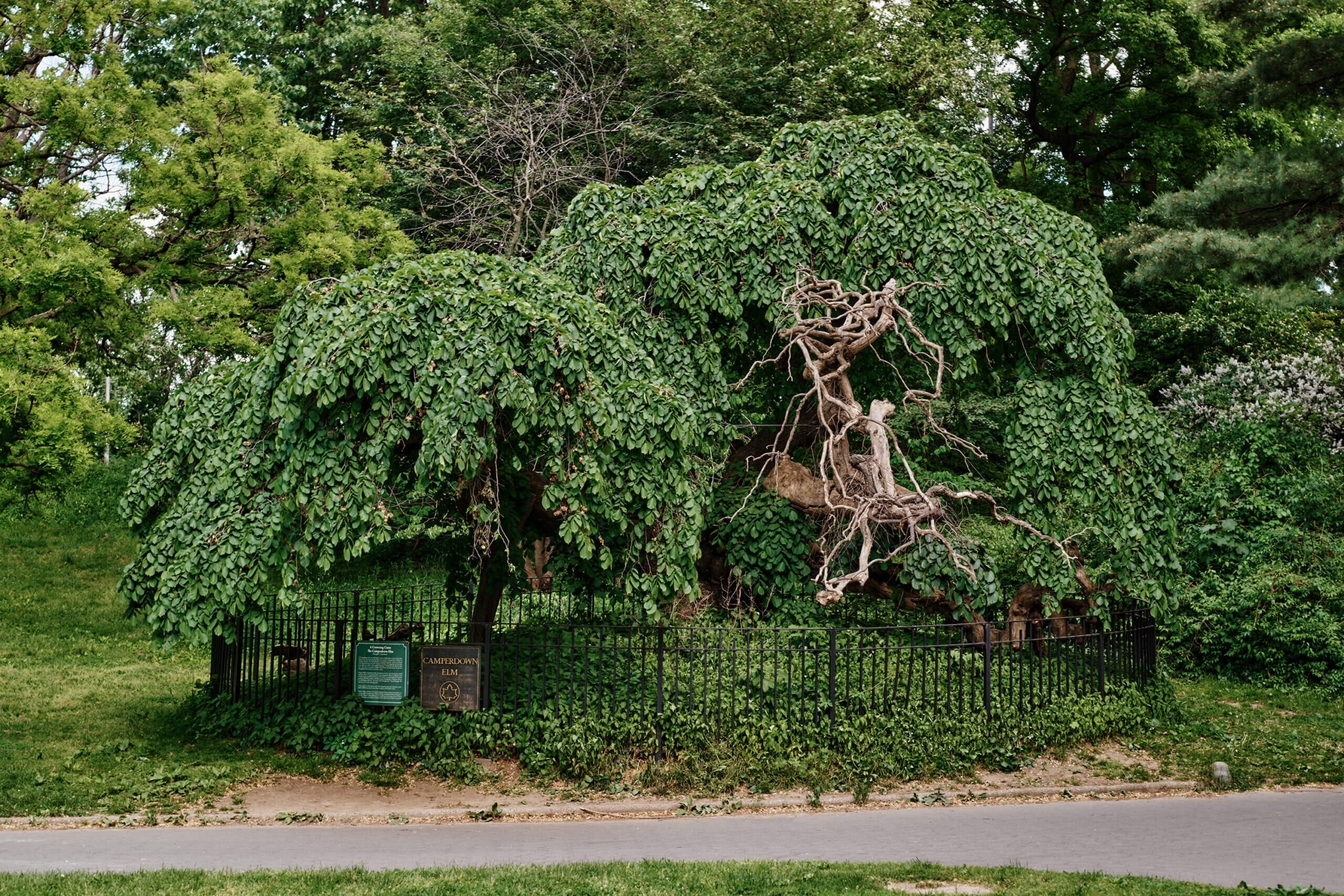 Camperdown Elm Prospect Park Brooklyn