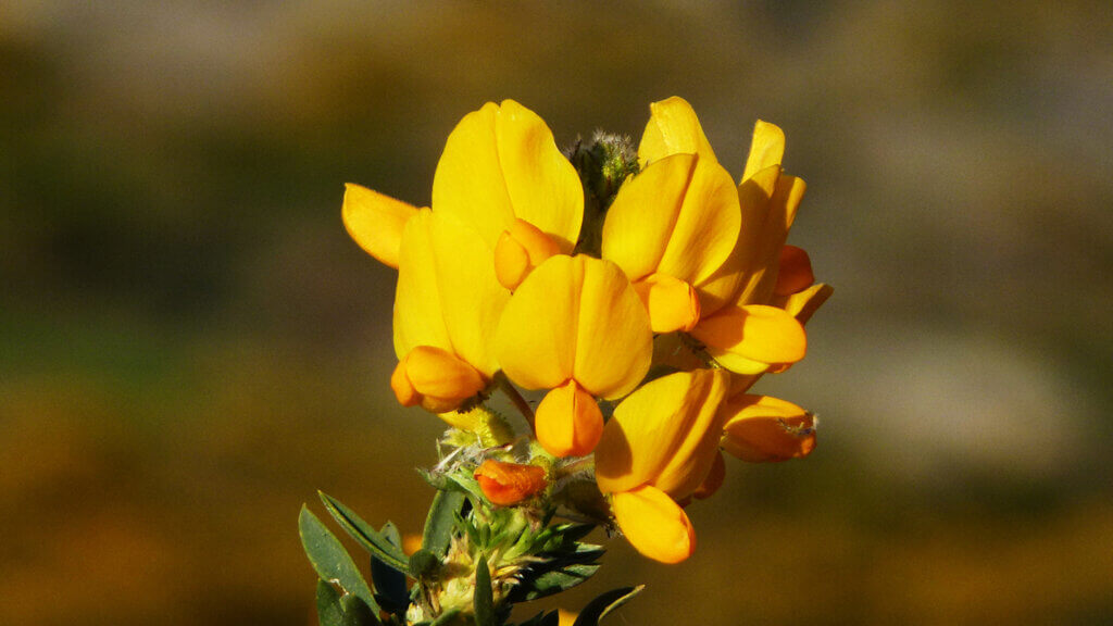 festival de la floracion del cambroño 2022