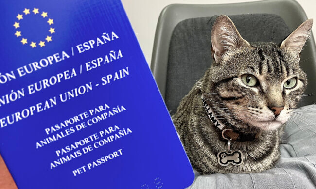 Políticas para viajar con mascotas en avión