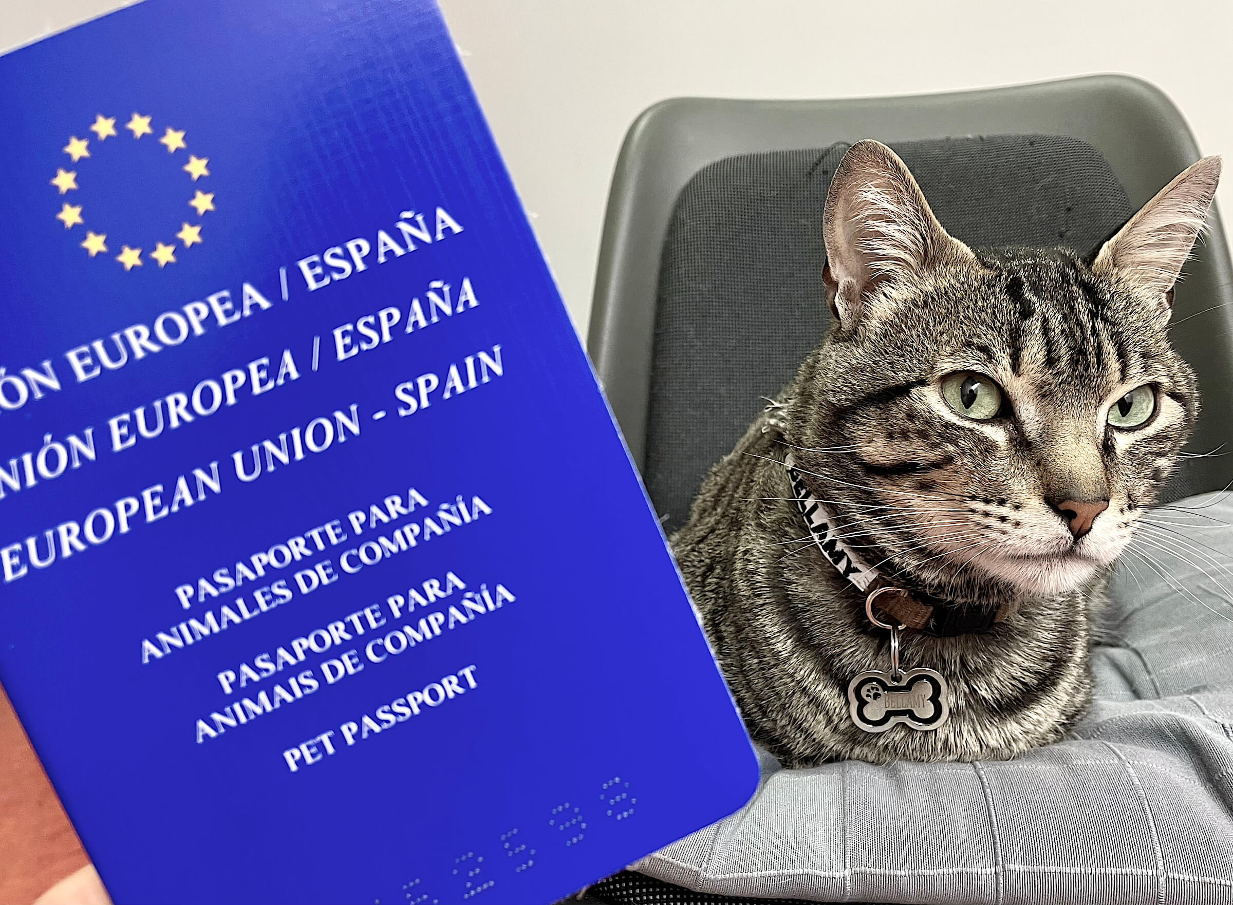 Políticas para viajar con mascotas en avión